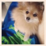 ocd-and-pets